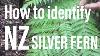 How To Identify The Nz Silver Fern Cyathea Dealbata Ponga