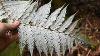 Tree Ferns Of New Zealand Species Identification In The Bush