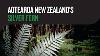 Aotearoa Nouvelle-z&eacute;lande S Foug&egrave;re Argent&eacute;e