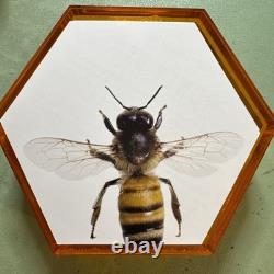 Belle pièce de 2016 NOUVELLE-ZÉLANDE en argent 0,999 PROOF ABEILLE 1 ONCE TROY 1 $ 454/1500